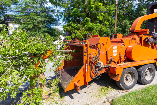 Best Best Tree Removal Services  in USA